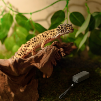 Išmanusis termohigrometrų rinkinys SwitchBot su Wi-Fi centrale