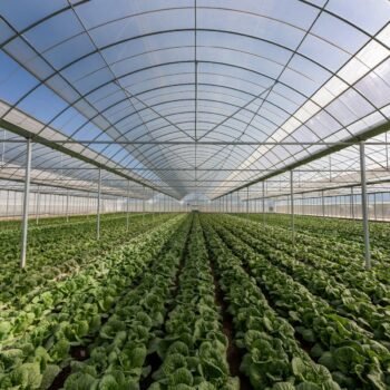 HAM SoilSense dirvožemio sąlygų stebėjimas šiltnamyje
